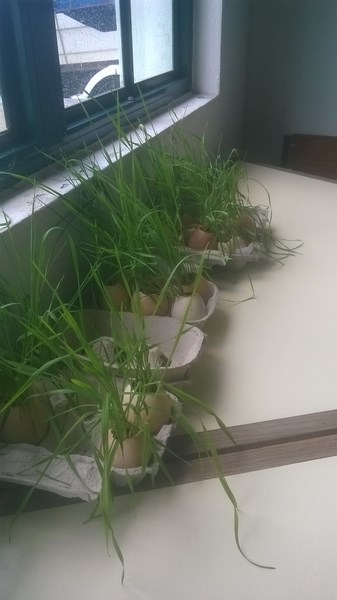 horta_escolar