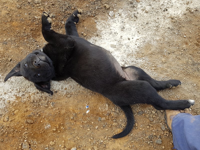 cachorra_1 cachorra_1