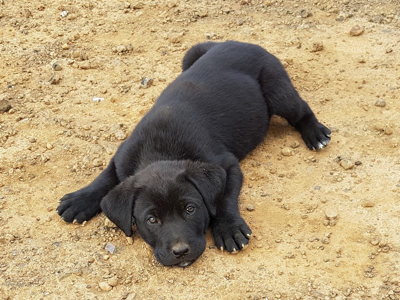 cachorra_2 cachorra_2