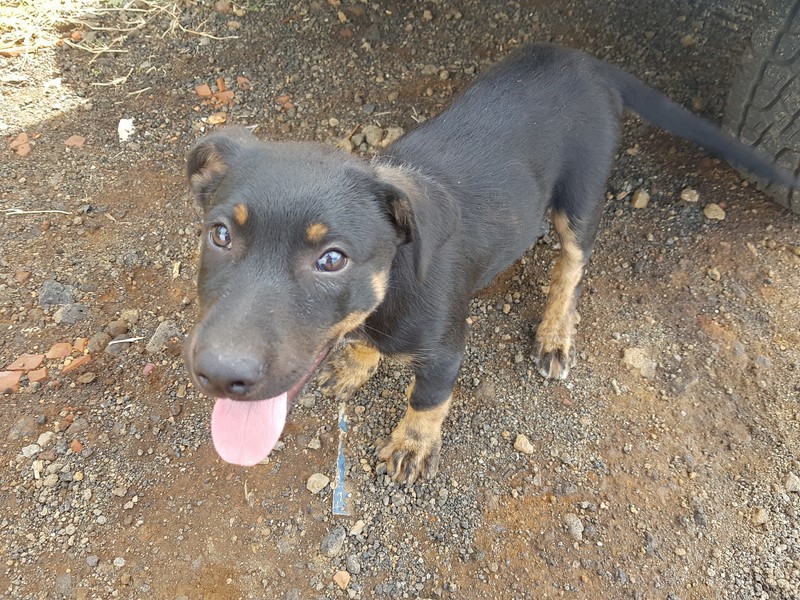 cachorro cachorro