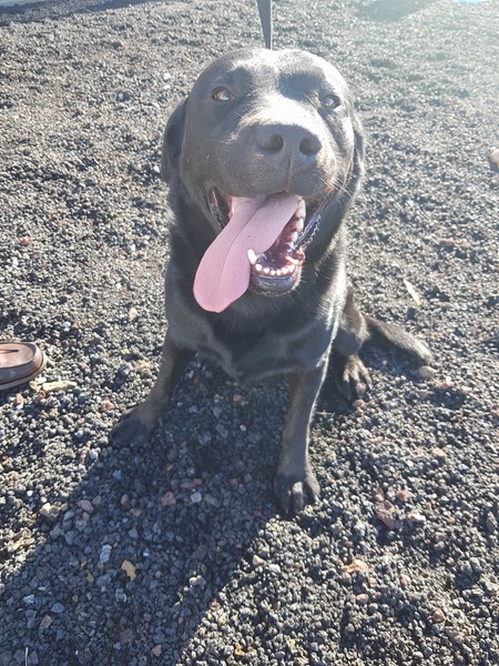 09_labrador 09_labrador